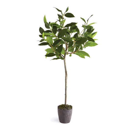 Expertly crafted with meticulous attention to detail, our Bayleaf Tree Drop-In is an accurate representation of a real bayleaf tree. This low-maintenance work of art adds a touch of nature to any space, and comes complete with a well-suited pot, making it a thoughtful and elegant gift option.