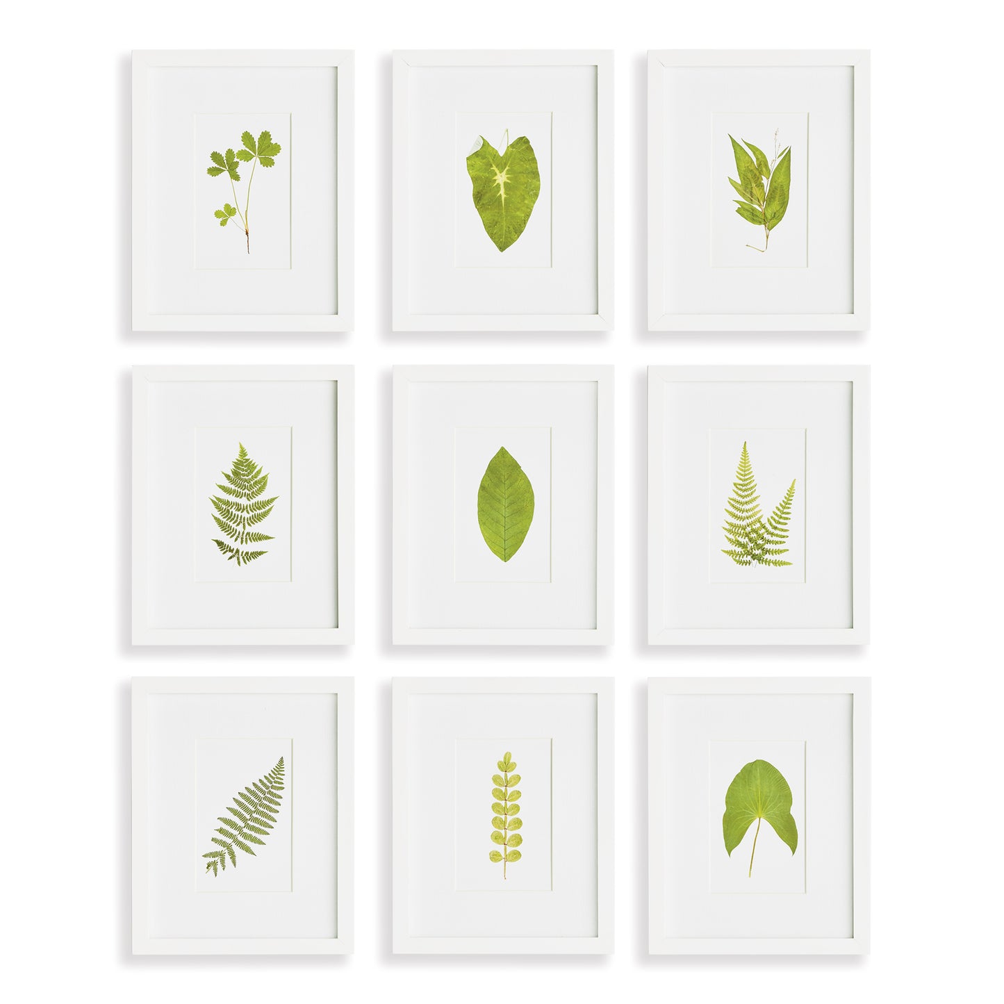 These petite pressed fern leaf prints are a versatile set. Finished with a simple white frame, they work beautifully as a set, but can also be separated and tucked in among books on a bookshelf, or hung in sets of two or three for a powder room or narrow hallway.