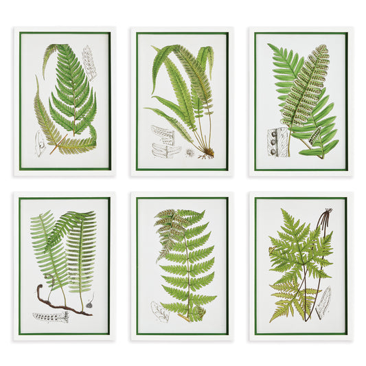 All fern lovers know that every fern variety is more intriguing than the next. This frond study highlights this fact and shows in illustrated detail just how diverse this lush plant really is. Finished off with a simple white and green frame, a bright pop of nature's beauty for hallway, study or bedroom.