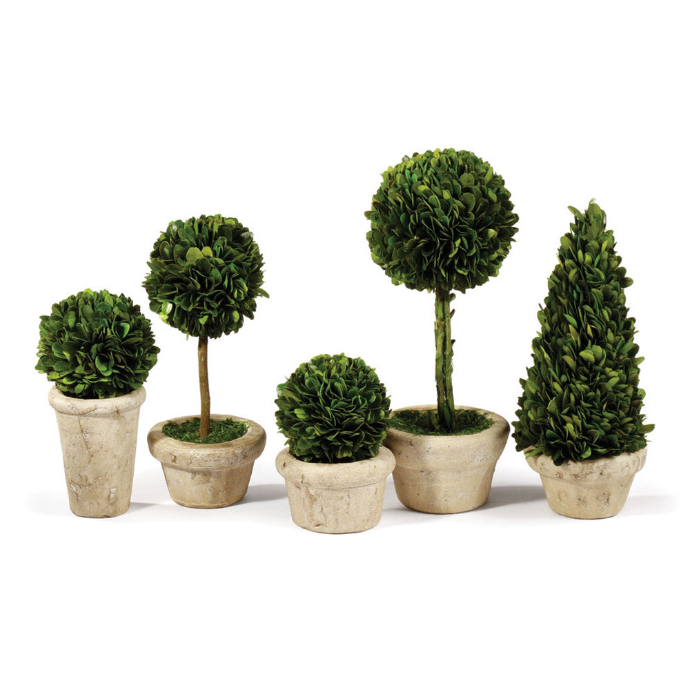 Boxwood Topiaries In Planter Pots, Set Of 5