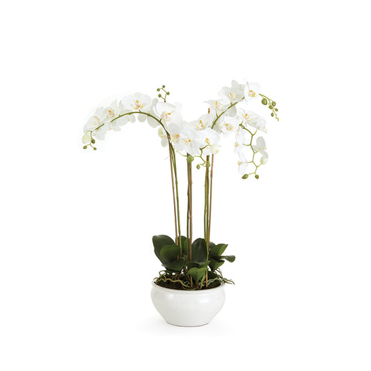 Elevate any space with this exquisite arrangement by Barclay Butera, featuring a striking permanent orchid housed in a meticulously selected vessel. The renowned designer's touch is included, giving your space a luxurious and sophisticated feel. Designed by Barclay Butera, this piece boasts a stunning permanent orchid and a carefully chosen vessel to enhance its beauty. Perfect for any stylish setting.