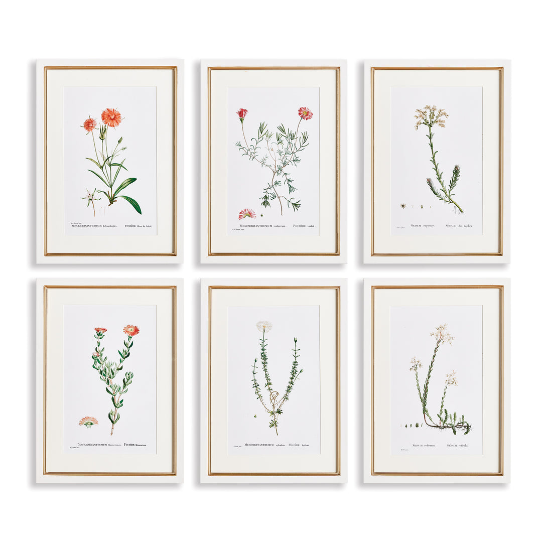 Flower Studies In Shades Of Blush, Set Of 6