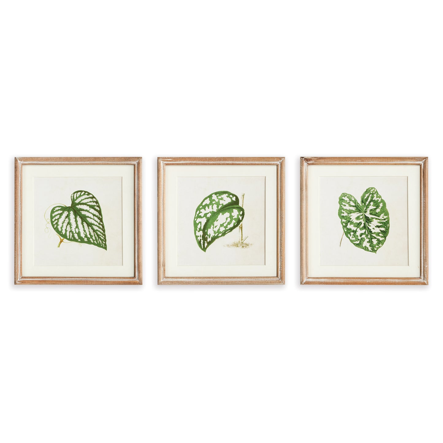 This set of petite prints is a traditional subject with an unexpected perspective. All the character and natural beauty in these variegated leaves is front & center in these fresh compositions. Finished with a crisp white mat and whitewashed wood frame, a handsome set for study, bookshelves or powder room.