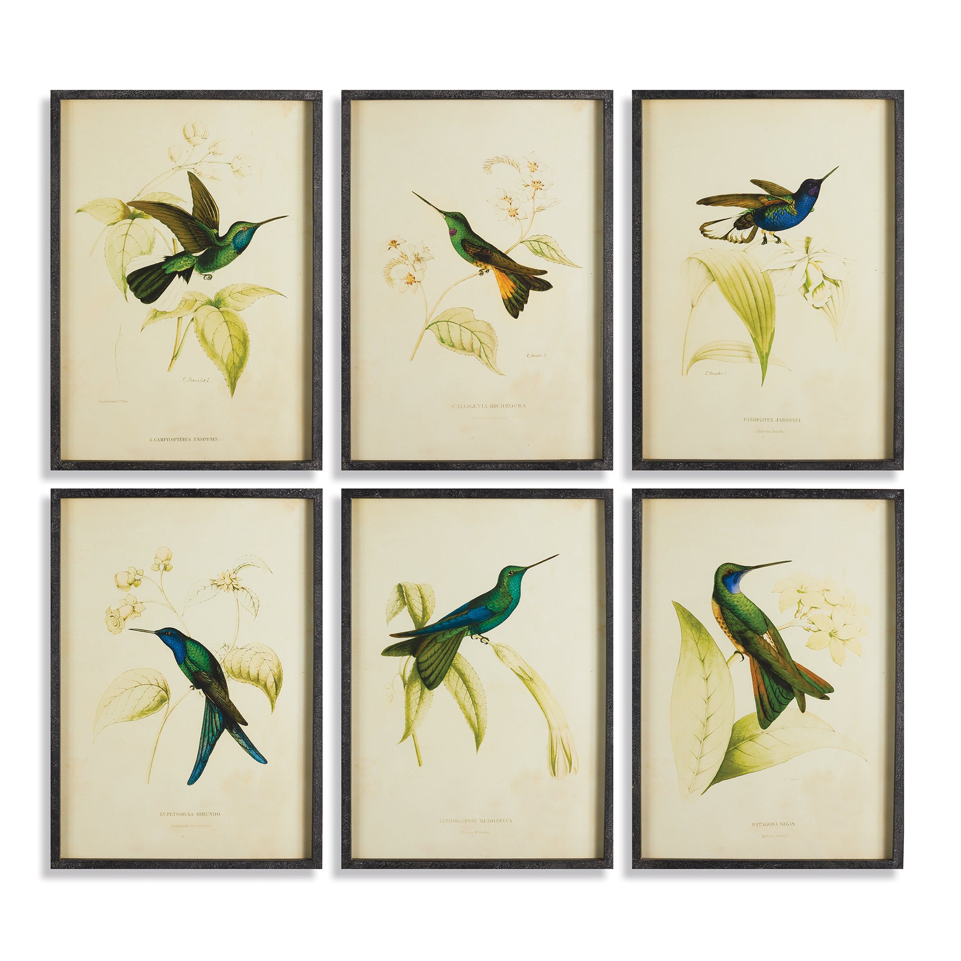 Incredibly intricate, yet whimsical in style, these hummingbird prints are a traditional set. May be hung together, or separate into vignettes. A great way to dress your walls in classic style.