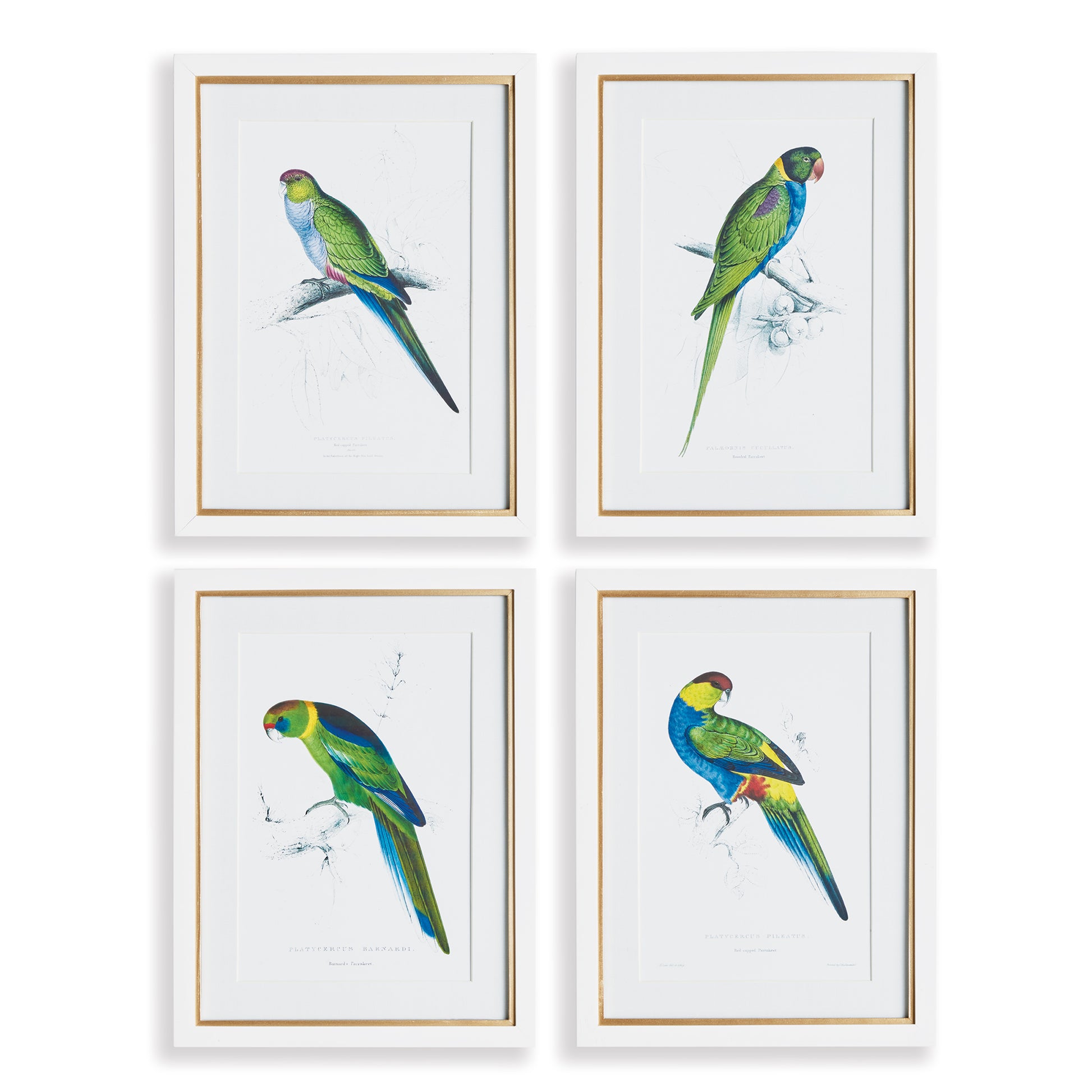 These Parrot prints are a pop of color for any space from bedroom to foyer. In a classic British Colonial style, they are made for the traditional beach cottage.