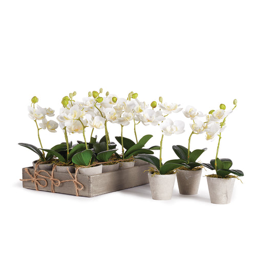 This sweet set of potted pure white mini orchids come in their own rustic wooden tray. Great for hostess gifts or wrap a name tag around each and use as charming place cards.