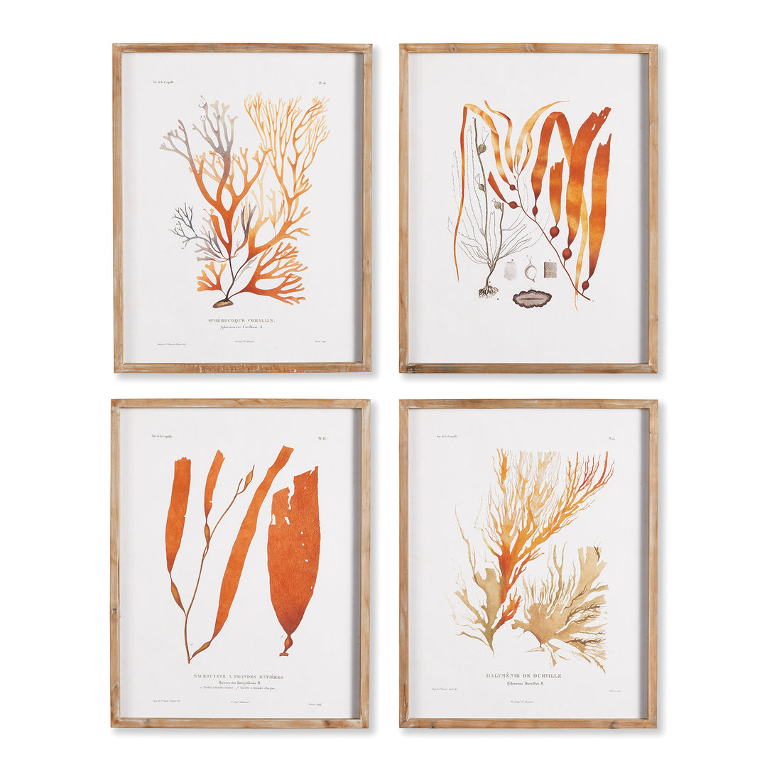 Coral Reef Study, Set Of 4