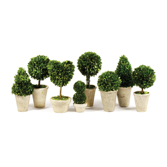 This charming set of 8 mini's are real English boxwoods, preserved and painstakingly assembled by our masterful artists. Artfully arranged and preserved to perfection. A sweet little set for home office or scattered around a bookshelf to add some  whimsy.