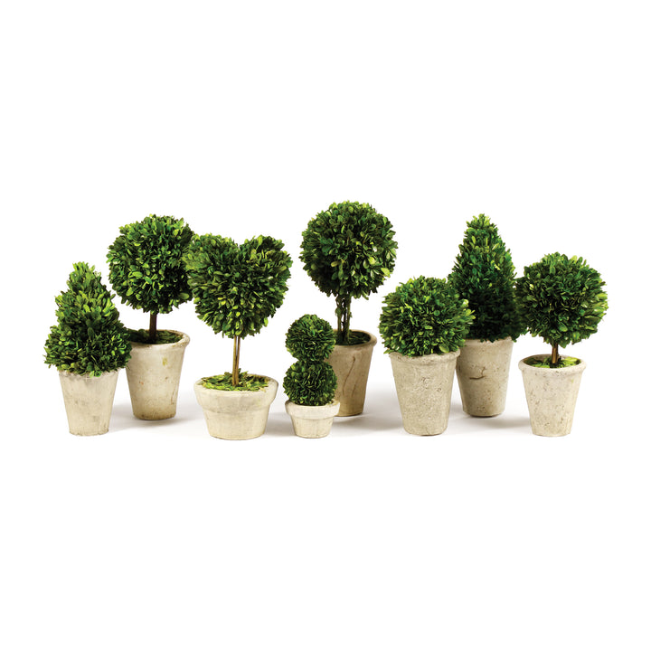 Boxwood Topiaries In Planter Pots, Set Of 8