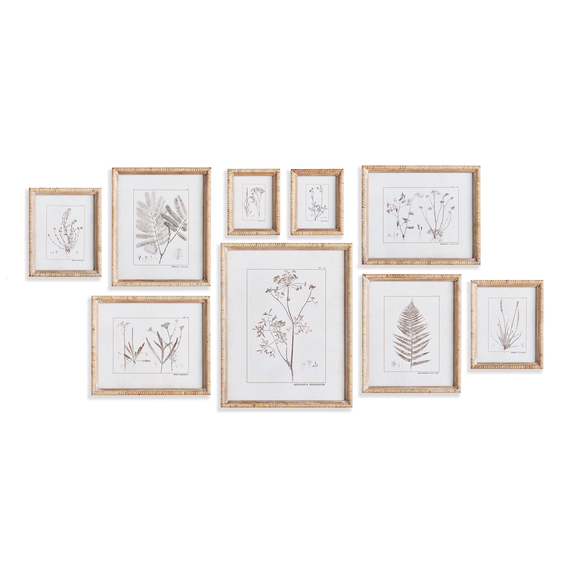 These traditional sepia botanical prints are complemented with rattan wood frames. This handsome set of nine was carefully curated to create a stunning salon style arrangement, but can also be split up into sets for smaller spaces. A traditional choice for home office or study.