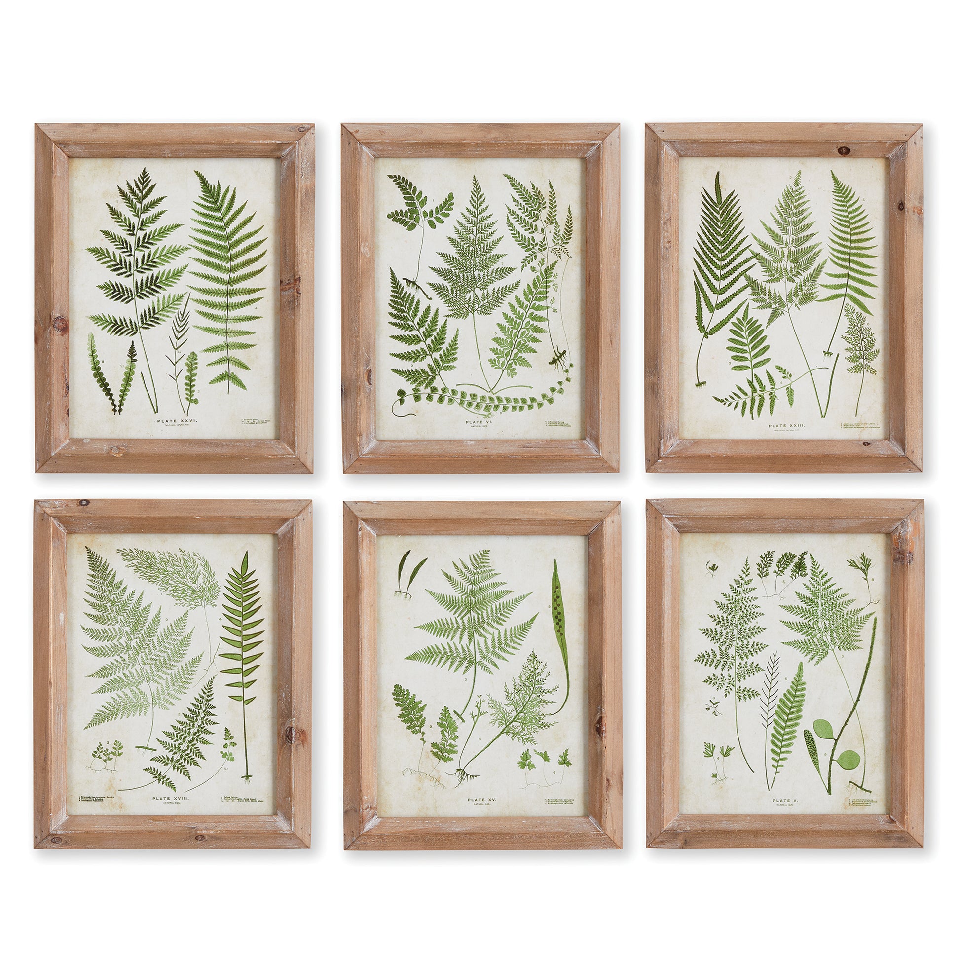 Discover the endless variety and beauty of fern plants with this set of six petite wall prints. Each print showcases a unique frond study, highlighting the intricate details of this lush plant. Perfect for any plant enthusiast or lover of natural beauty, these prints are sure to fascinate and educate.