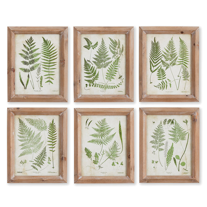 Assorted Wall Prints Fern Study Petite, Set Of 6