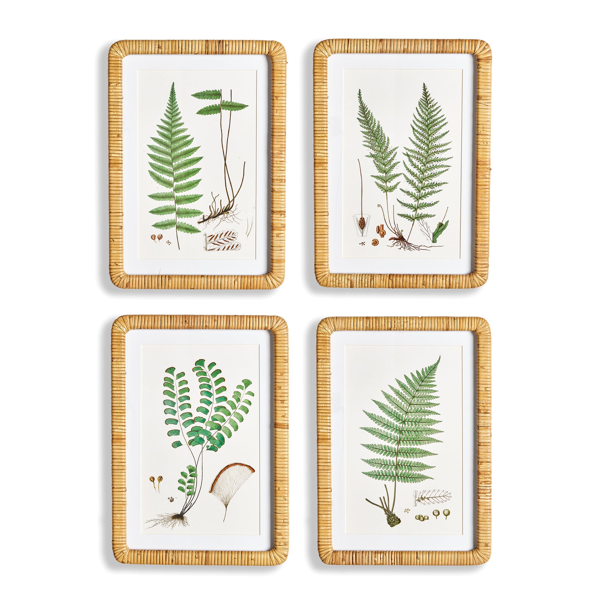 This selection of four classic forest fern illustrations are a handsome set. Finished off with a crisp white mat, and a rattan wrapped frame, they add a touch of nature to home office, hallway or entry.