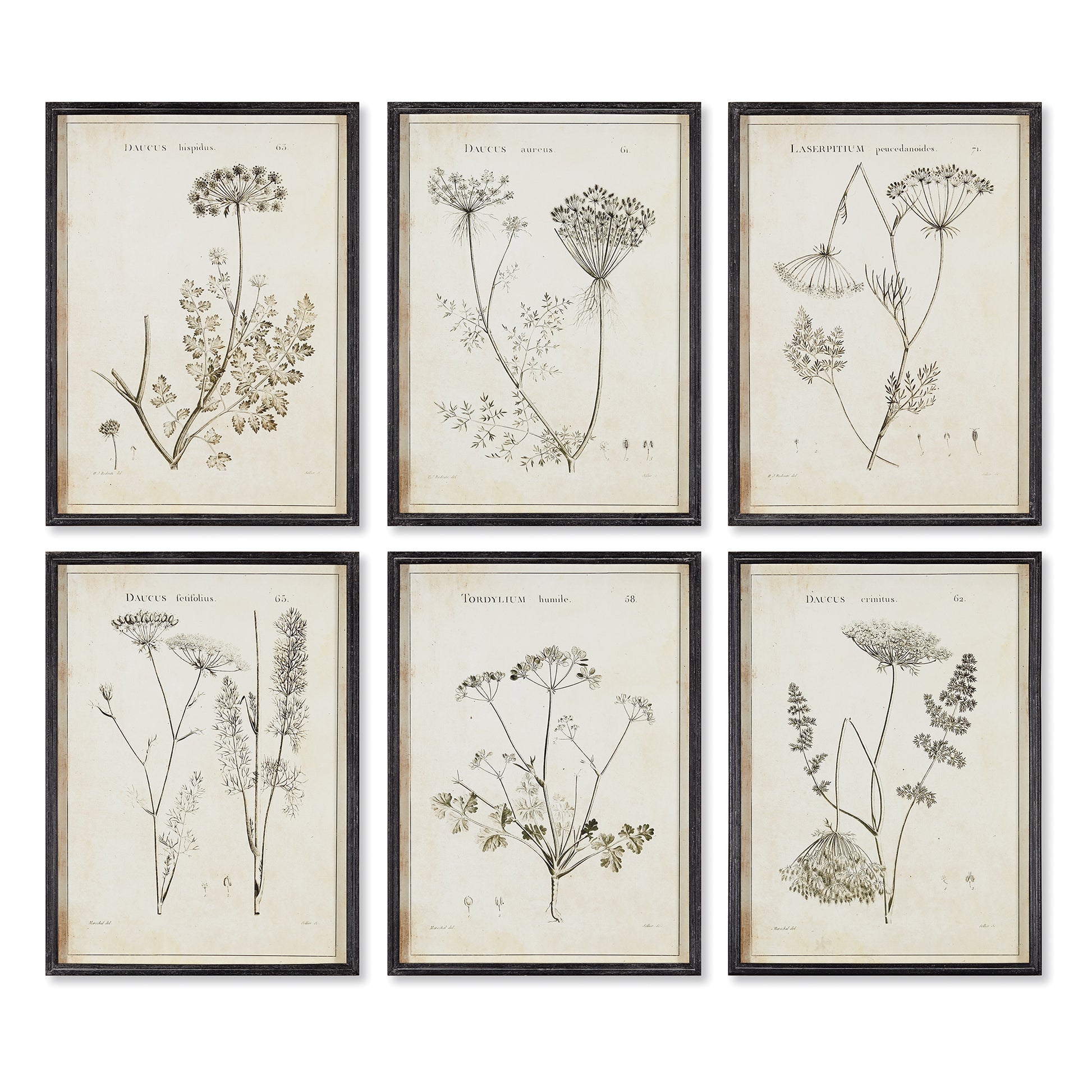 All the charm & detail of these wildflowers is illustrated in shades of gray, black & white. Paired with a crisp black frame, a handsome set for office or study.