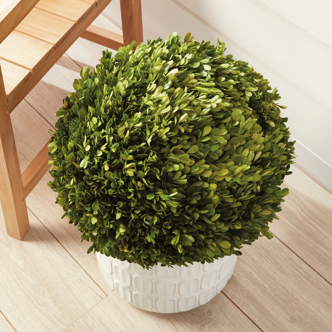 English Boxwood Ball 16"