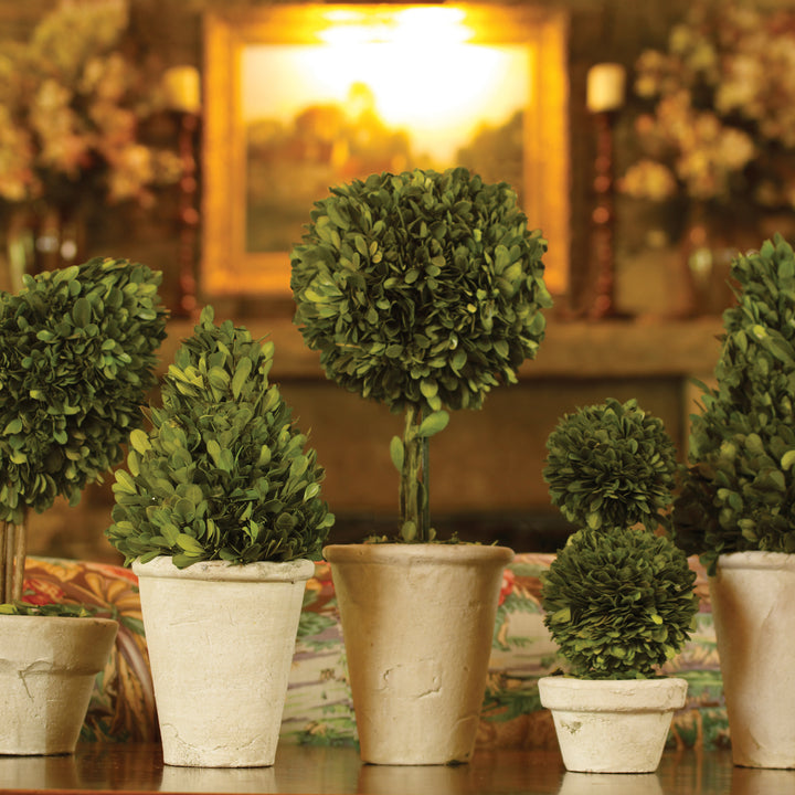 Boxwood Topiaries In Planter Pots, Set Of 8