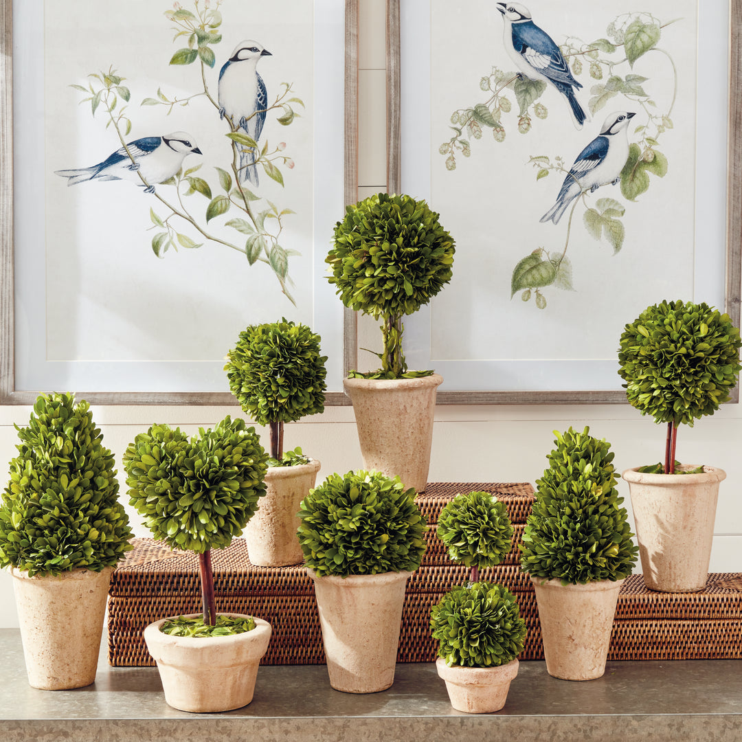 Boxwood Topiaries In Planter Pots, Set Of 8