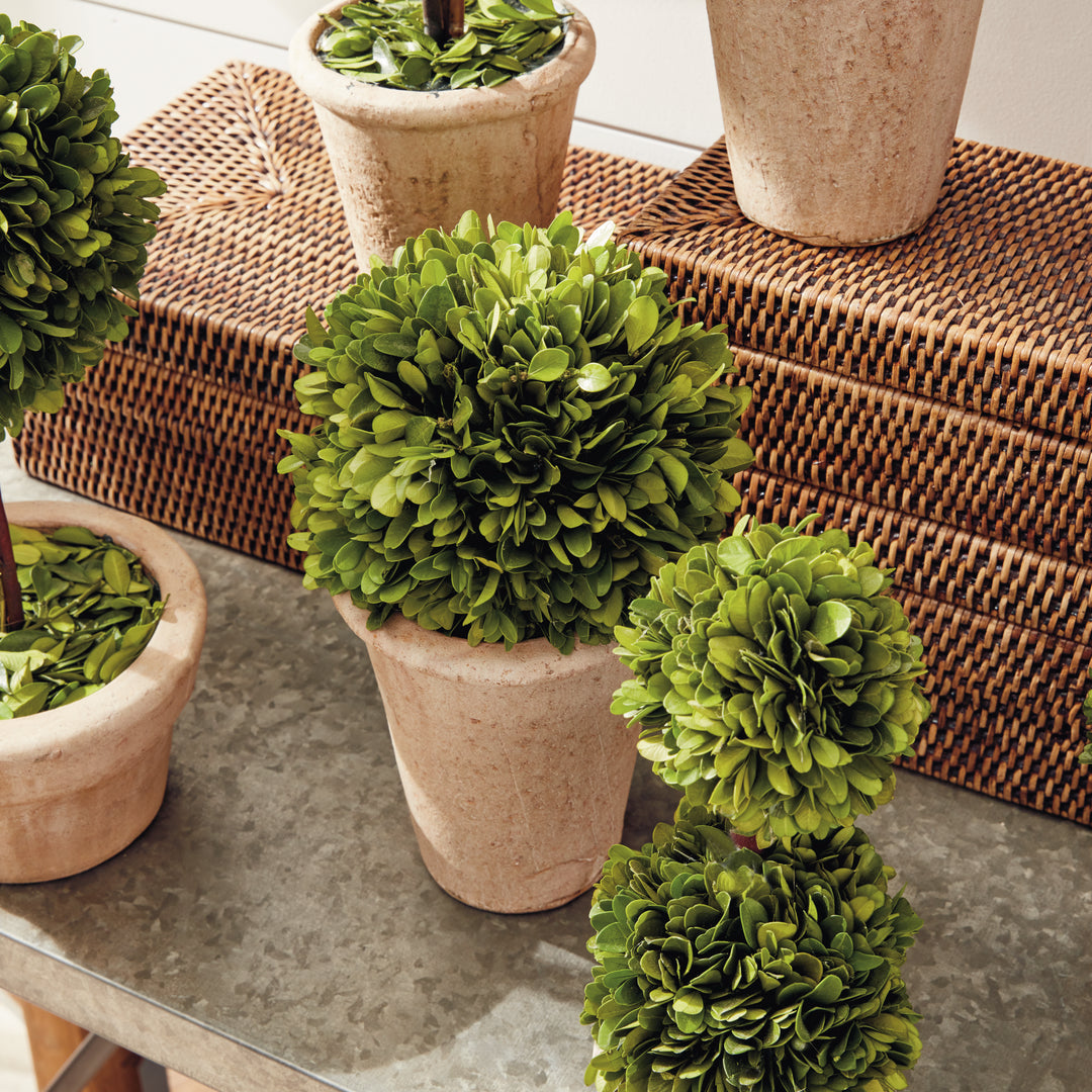 Boxwood Topiaries In Planter Pots, Set Of 8