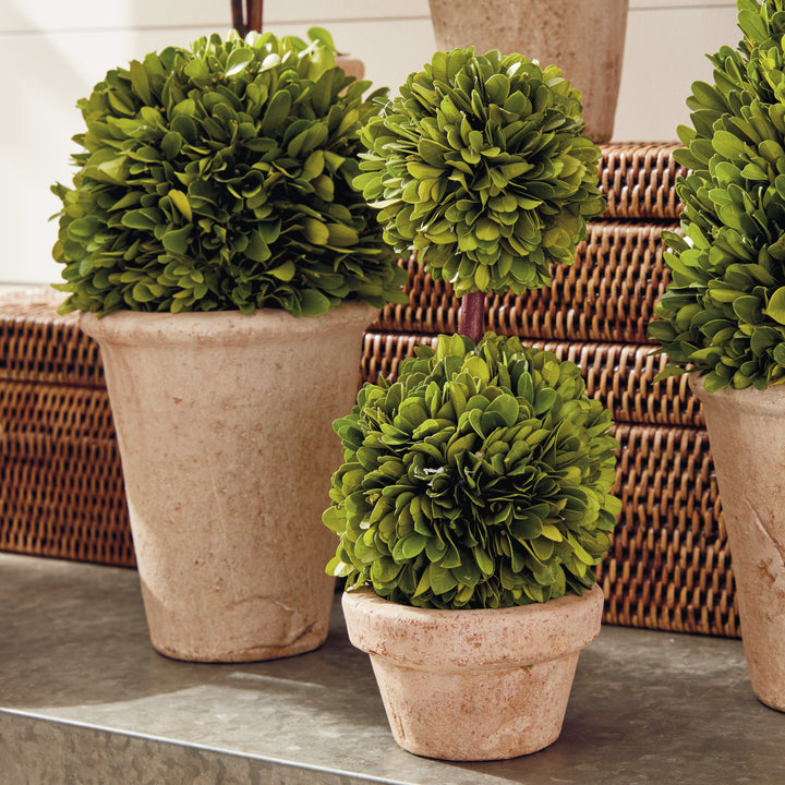 Boxwood Topiaries In Planter Pots, Set Of 8