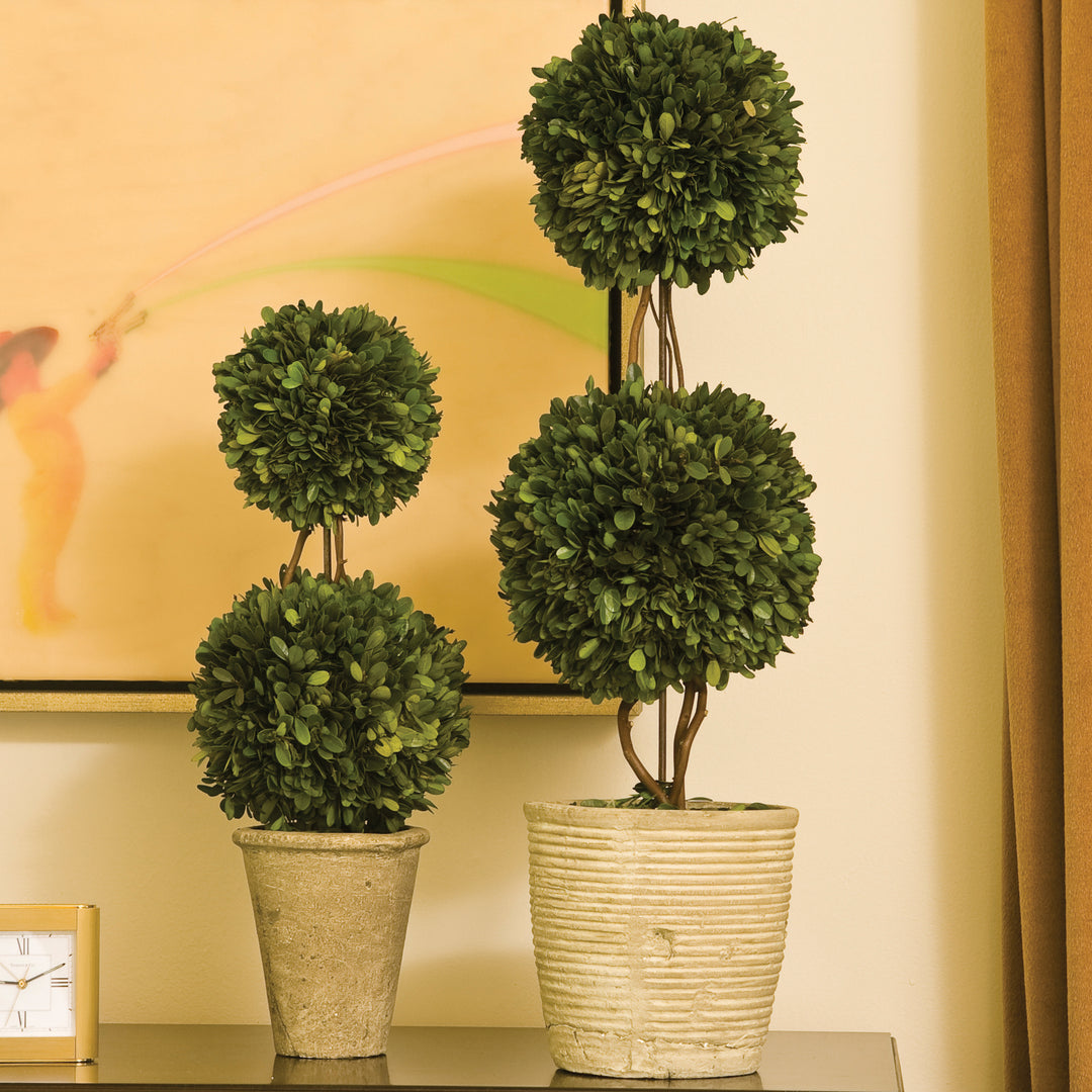 English Boxwood Double Sphere Topiary 20"