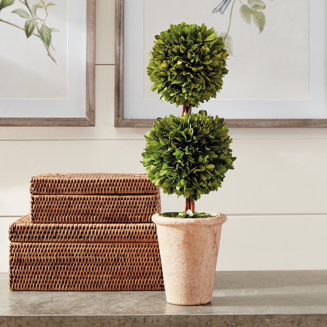 English Boxwood Double Sphere Topiary 20"