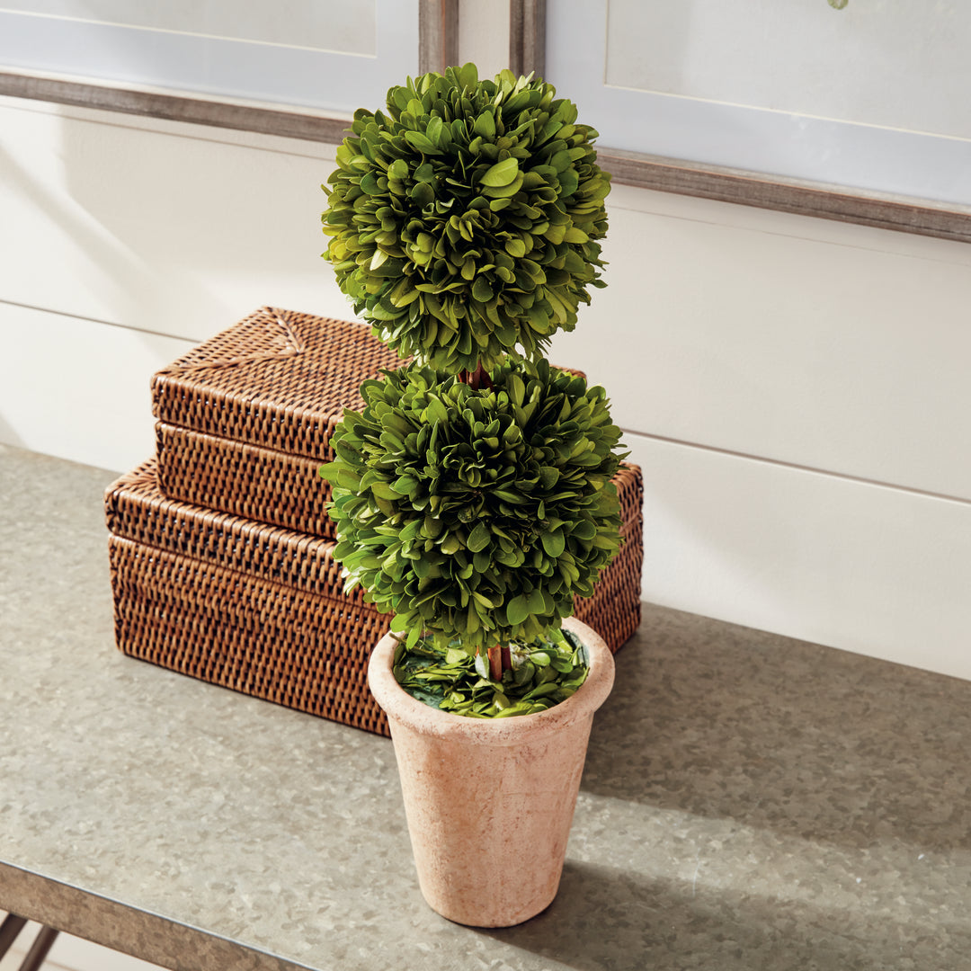 English Boxwood Double Sphere Topiary 20"