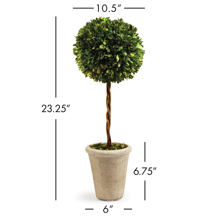 Boxwood Single Sphere Topiary 23.25"
