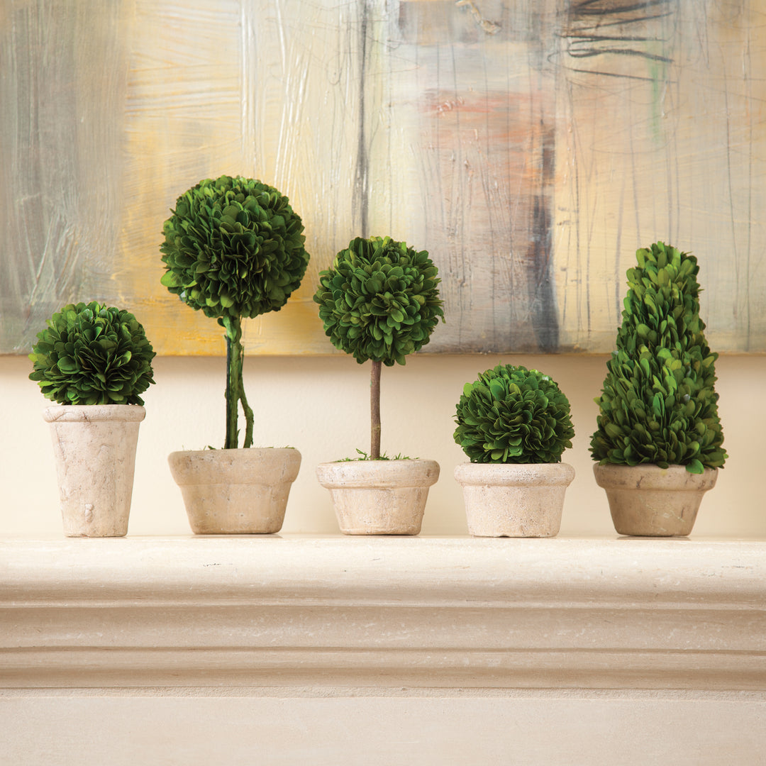 English Boxwood Topiaries In Planter Pots, Set Of 5