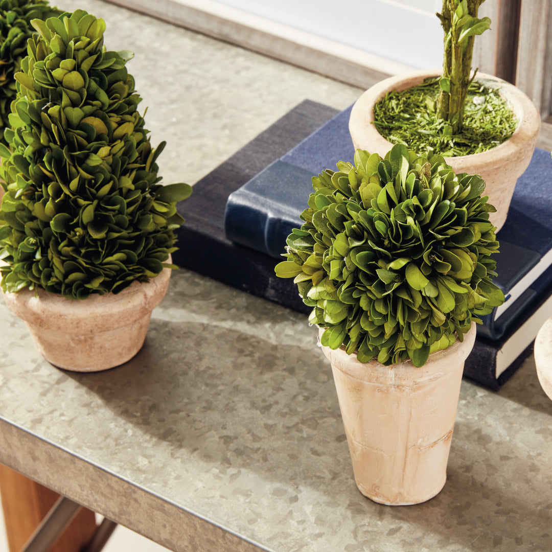 English Boxwood Topiaries In Planter Pots, Set Of 5