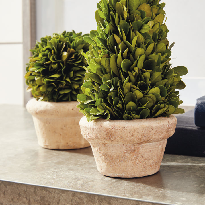 English Boxwood Topiaries In Planter Pots, Set Of 5