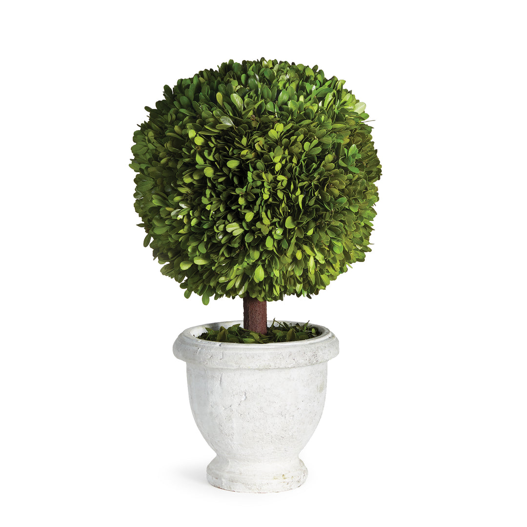 Boxwood Single 11" Ball Topiary In Planter Pot