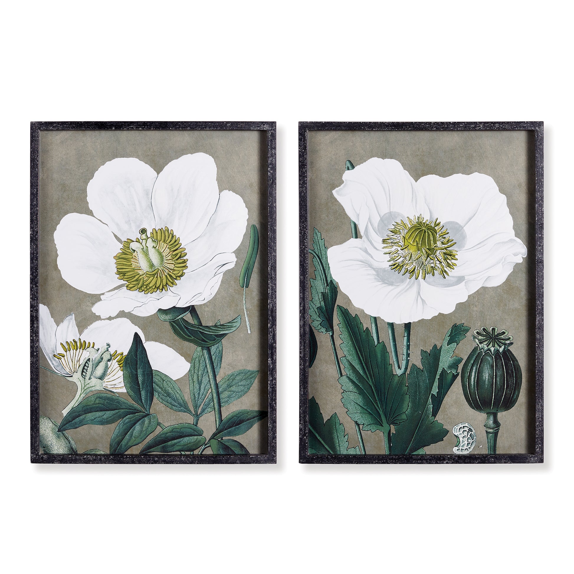 When found in nature, the poppy is quite inconspicuous. This pair of illustrations are anything but. In a clever use of color and scale, these Poppy prints add drama and sophistication.