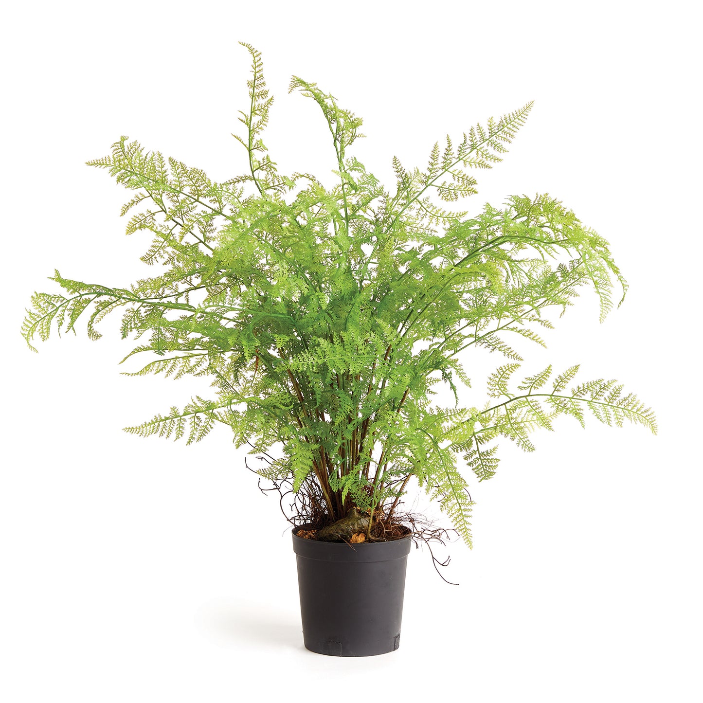 100% realistic- a perfect copy of your favorite fern. This drop-in is a no-hassle work of art. Right down to the carefully crafted root ball, just as nature designed.