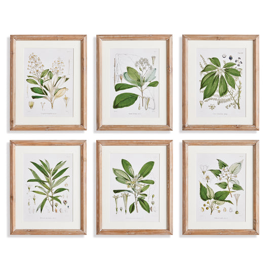 In soothing natural tones, these white botanical illustrations add a classic, feminine touch to any room. Hang them together, or separated into smaller vignettes. The fir wood frames with a beveled profile frame them out nicely.