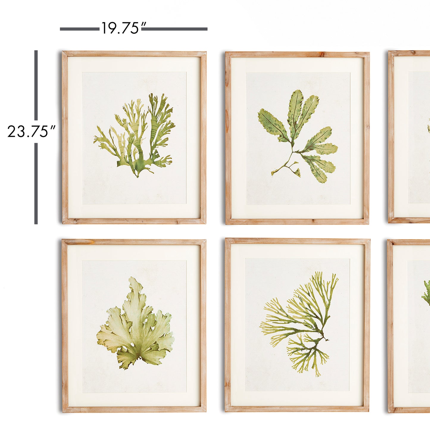 As refined in appearance as they are in size, these kelp wall prints embody the essence of sophisticated coastal living. With a delicate watercolor design and frames made of natural wood with a washed finish, these wall prints are perfect for any coastal themed home. 