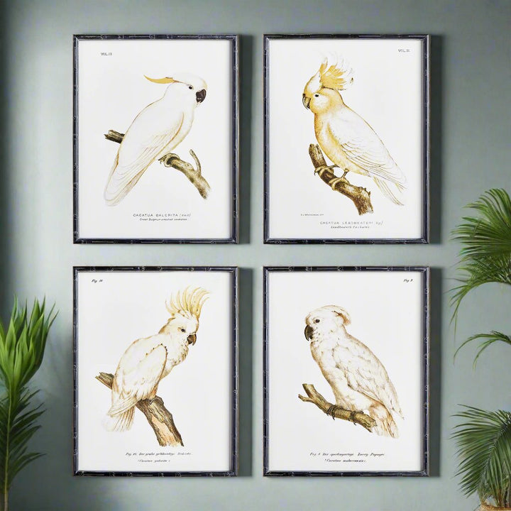 Parrot Study Wall Prints, Set Of 4