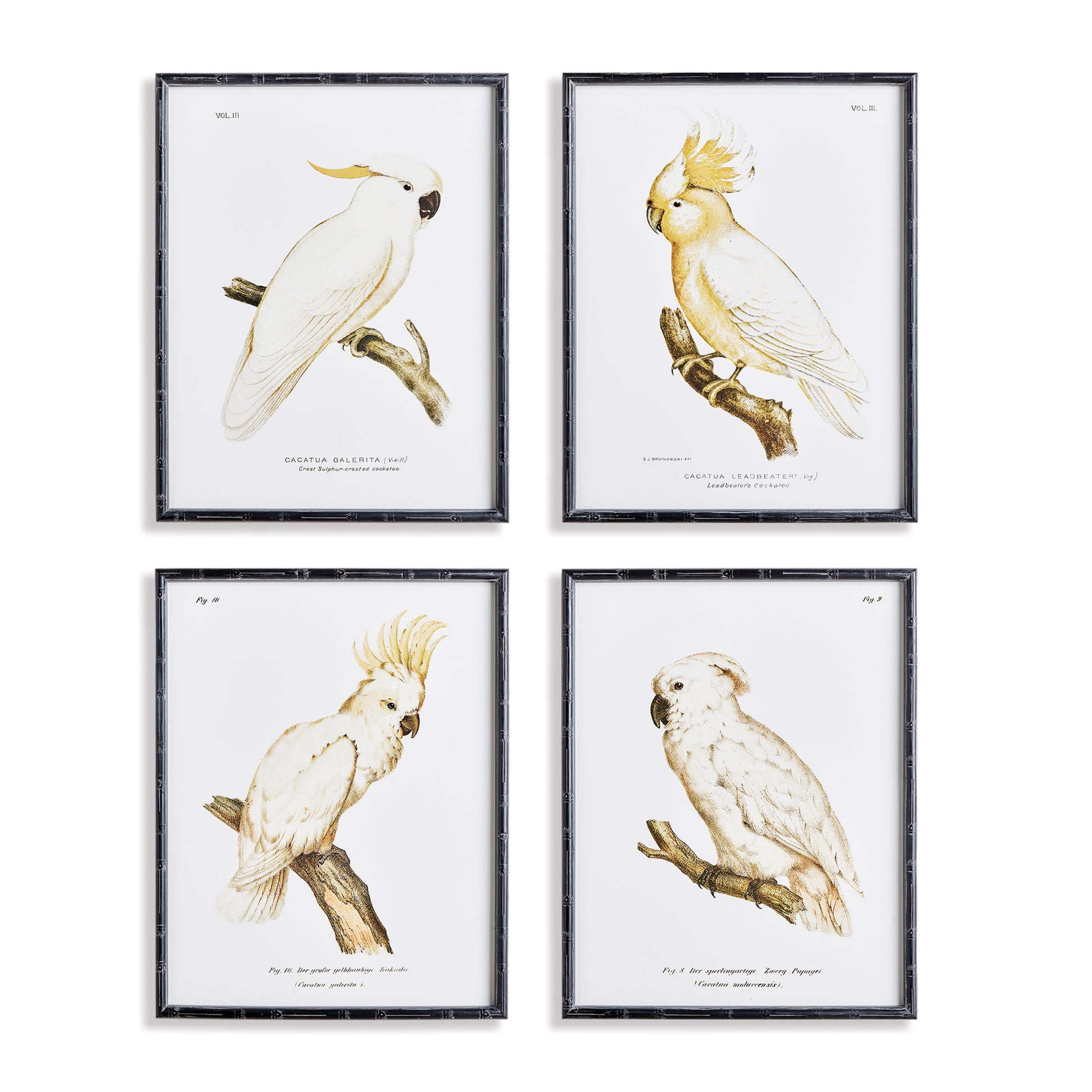 These timeless parrot prints feature a neutral palette with a classic British Colonial style that will elevate any coastal or traditional home. Their expert design is perfect for adding a touch of natural beauty to any space. This set of 4 wall prints will surely enhance the look of your home.