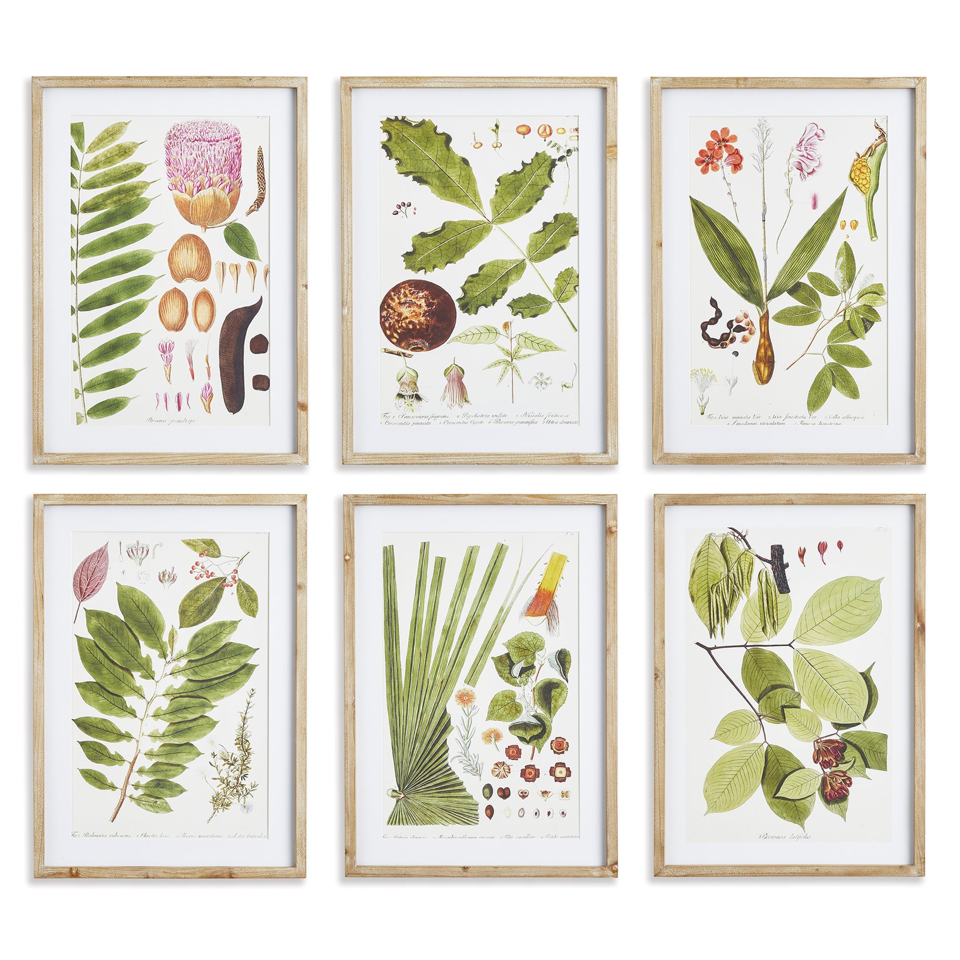 Illustrated in the style of a botanist's research, this leaf study set is proof of nature's beauty. Finished off with simple light wood frames. Fitting set for bedroom, study or sun room.