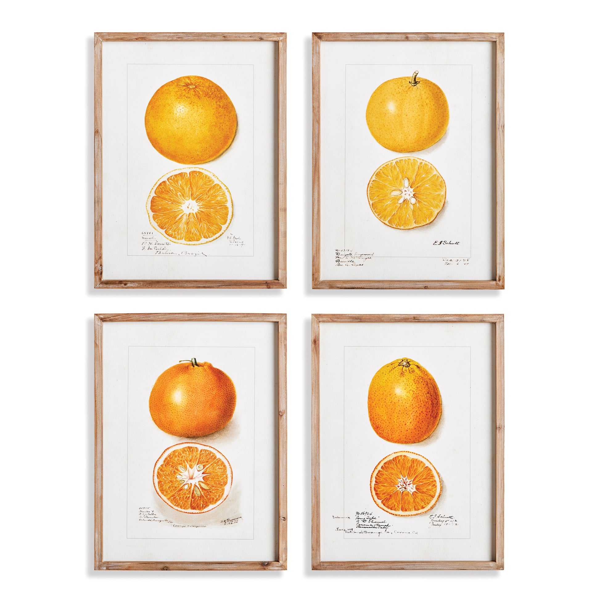 This set of four citrus studies offers a detailed look at the beauty of an artist's frequent subject. This simple set highlights the subtlety of color and form in these bright and cheerful varieties.