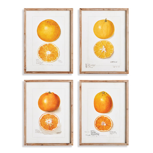 This set of four citrus studies offers a detailed look at the beauty of an artist's frequent subject. This simple set highlights the subtlety of color and form in these bright and cheerful varieties.