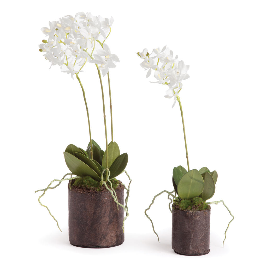 Dendrobium Orchid Drop-Ins 16" And 12", Set Of 2