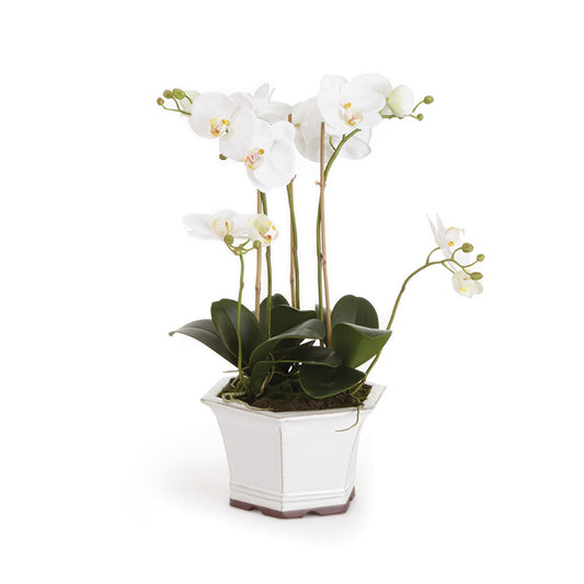 Expertly crafted and designed by industry expert Barclay Butera, this exquisite arrangement features a stunning permanent white orchid and carefully selected vessel. With its sophisticated styling already taken care of, this arrangement will elevate any space. Discover the beauty of this everlasting orchid