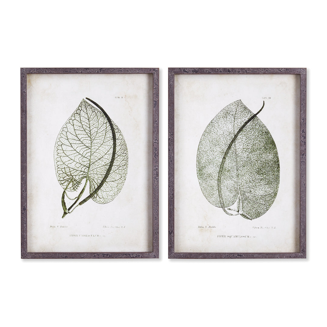 Cordate Leaf Study, Set Of 2