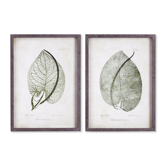 These Cordate, or heart shaped leaves are illustrated with a translucent quality, which brings out their natural beauty. With marbleized gray frames, they make a handsome centerpiece to any room.