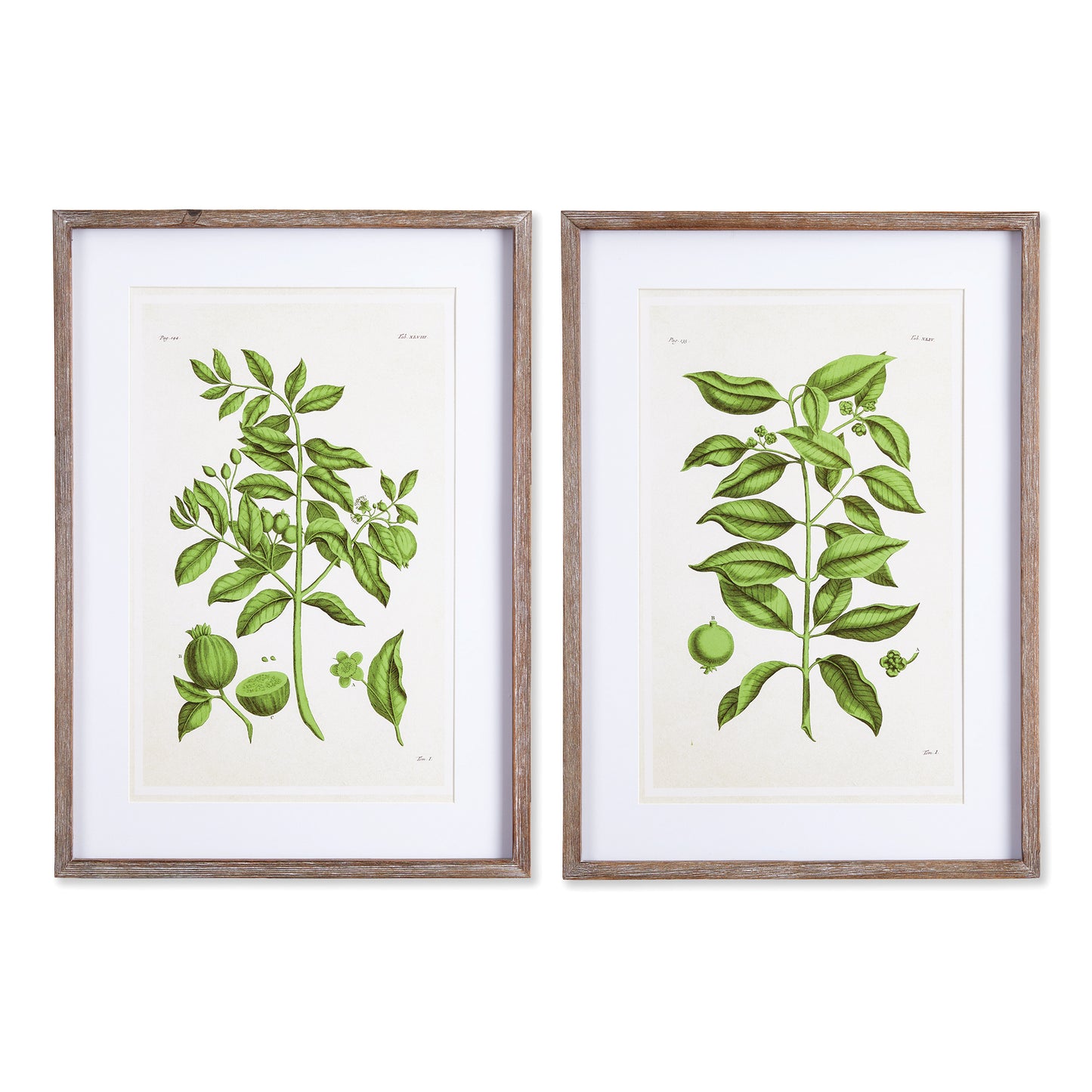 The details of a guava plant in all it's splendor are illustrated in a fresh, crisp green tone. A handsome set for home office or corridor.