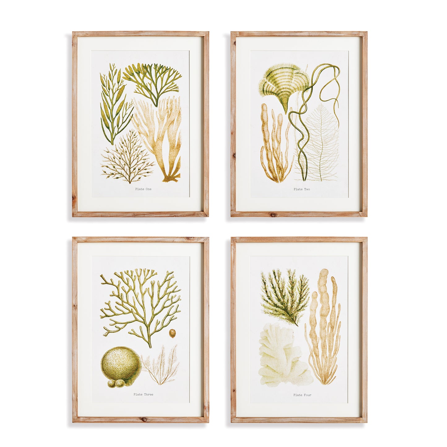 Elevate your home decor with these beautifully crafted coral Study wall prints in a coastal themed style. Designed to add warmth and sophistication, these pieces pair burnt amber tones and rich verdant hues with a simple whitewashed wood frame. Perfect for creating an upscale coastal cottage aesthetic, these prints are a must-have addition to any room.