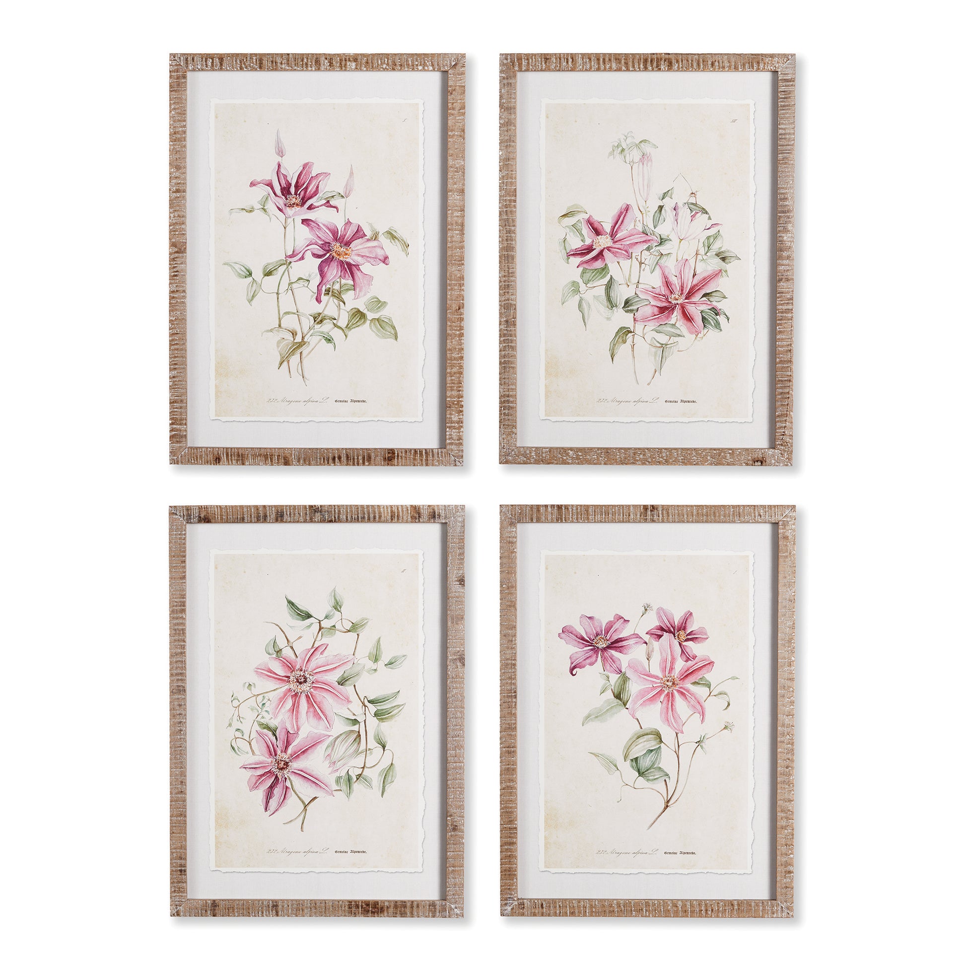 This set of four clematis prints celebrates the feminine nature of these delicate flowers. A soft, traditional look for bedroom, bathroom or lounge.