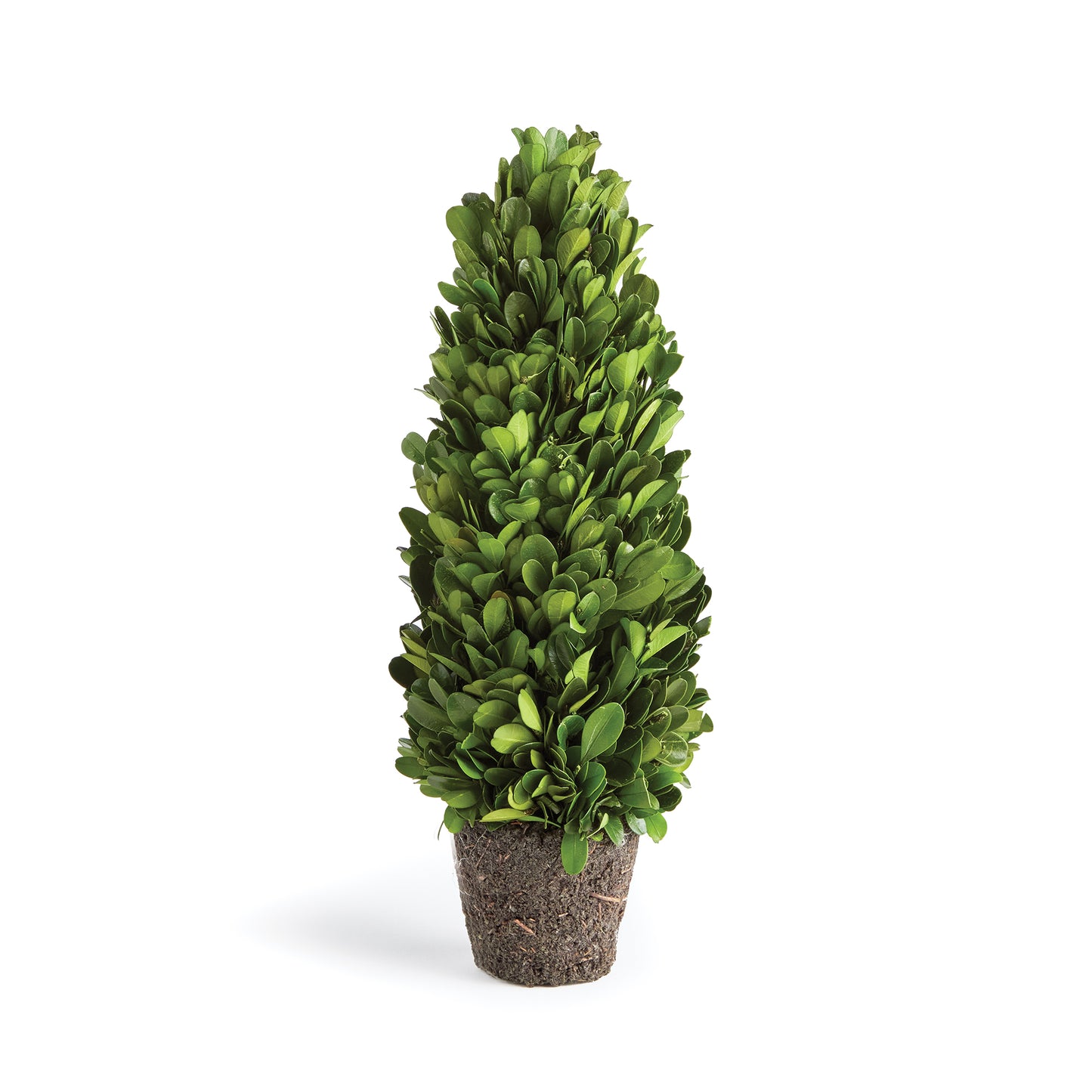 Introducing a novel idea, real English boxwoods with their own standard root ball, ready to drop in to your favorite vessel. It's never been easier. Preserved and painstakingly assembled by our masterful topiary artists, and now customizable to your choice of pot. The possibilities are endless!