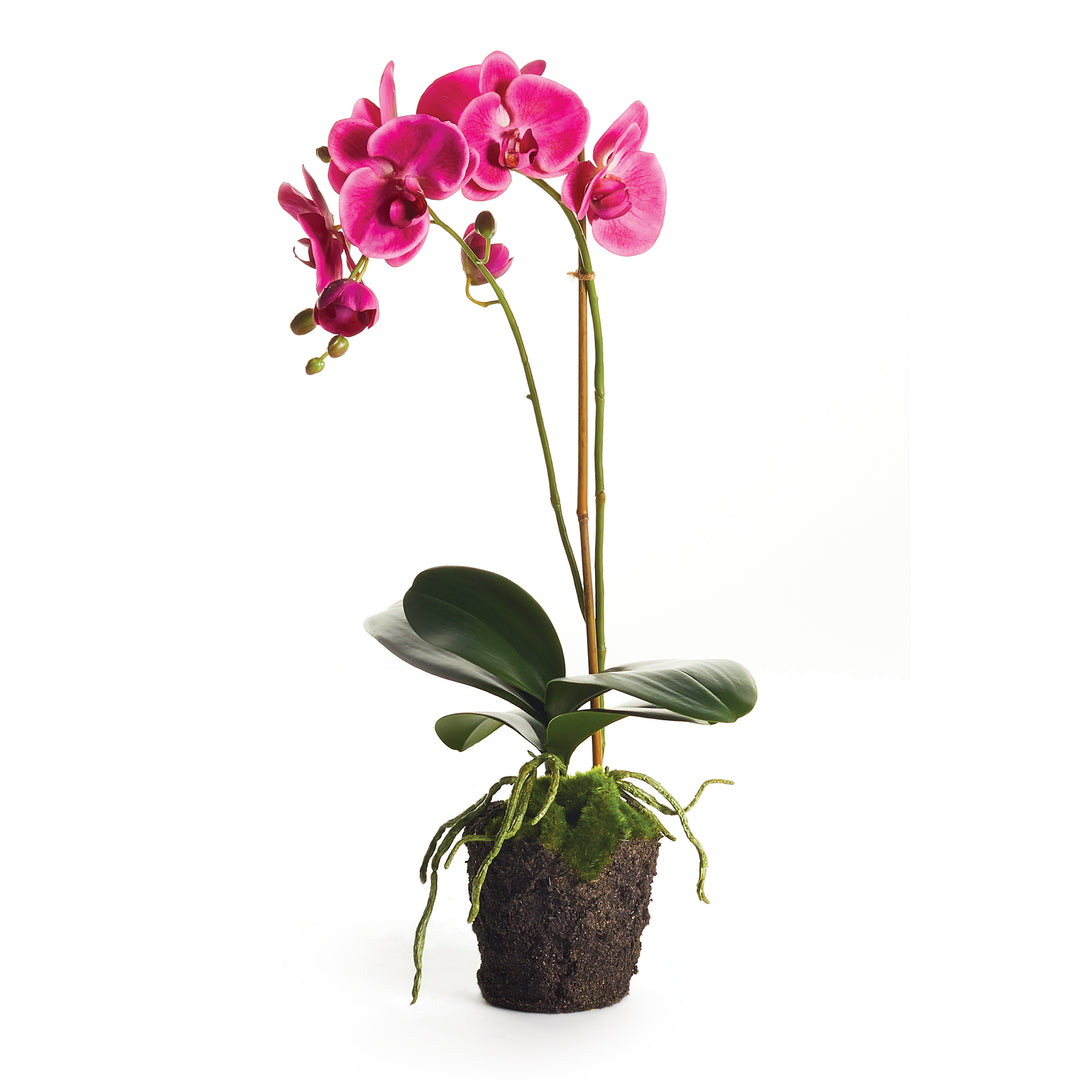 Phalaenopsis Drop-In 23"