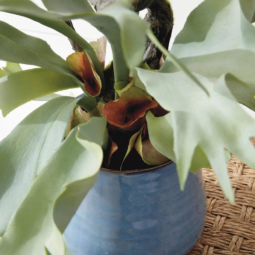 Staghorn Artificial Fern Drop-In 22"